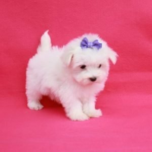 Female Maltese Puppies For Sale with pink background