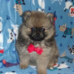 Pomeranian Puppies For Sale in aquatic background