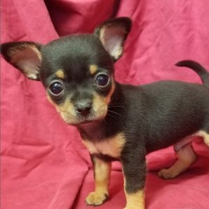 Chihuahua Puppies For Sale in boca raton florida standing on pink blanket