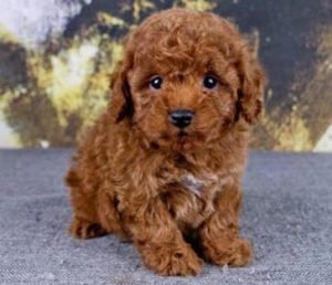Brown poodle puppies for sale