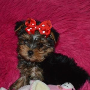 Yorkie with red background