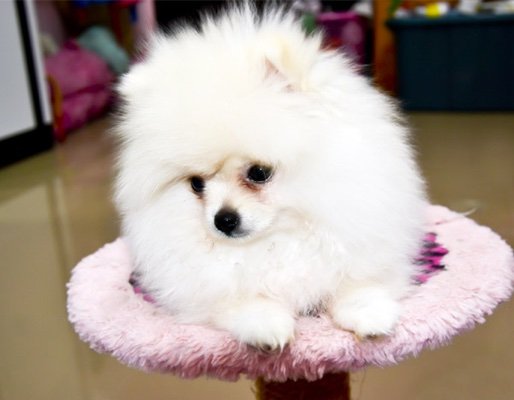 Waggs To Riches | Pet Boutique | Puppies For Sale | Boca Raton, FL