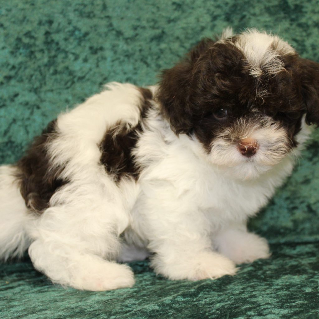 Visit our Havapoo Puppies for Sale near West Palm Beach Florida!