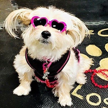 tiny dog sunglasses