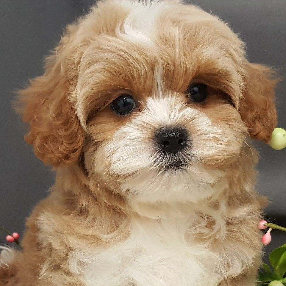 Visit our Cavapoo Puppies for Sale near West Palm Beach ...