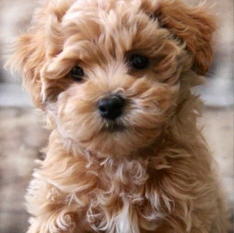 Visit our Cockapoo puppies for sale near Delray Beach Florida!