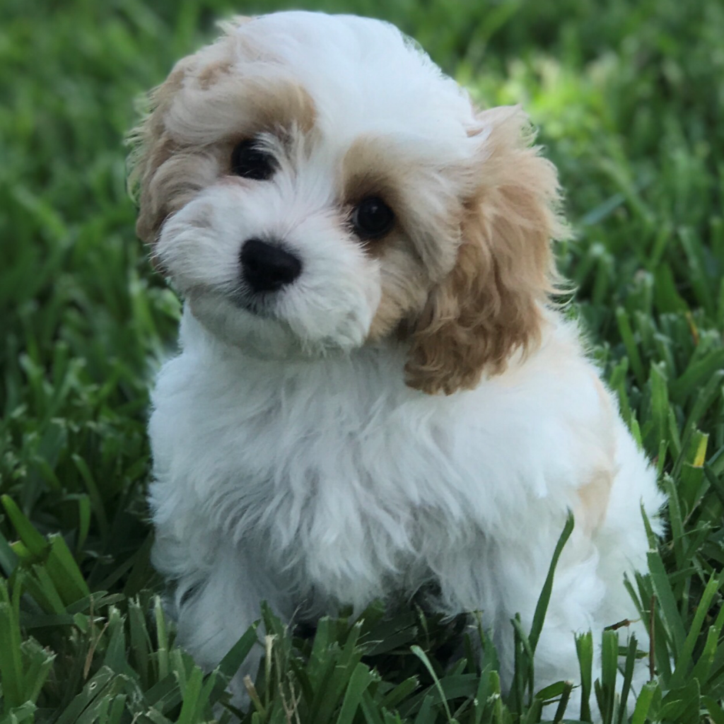 Adopted Cavapoo Female Apricot & White Birthday 4/21/19