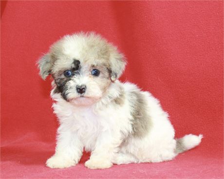blue maltipoo