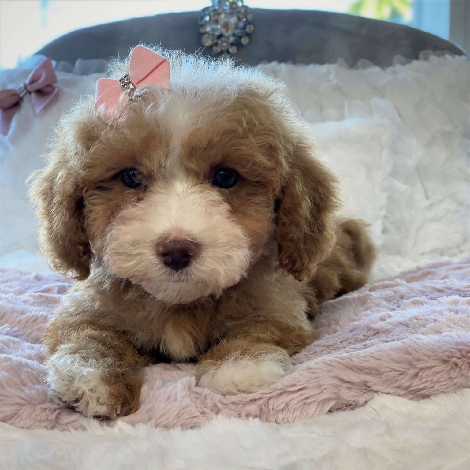 Mini Goldendoodle Puppies For Sale Waggs to Riches