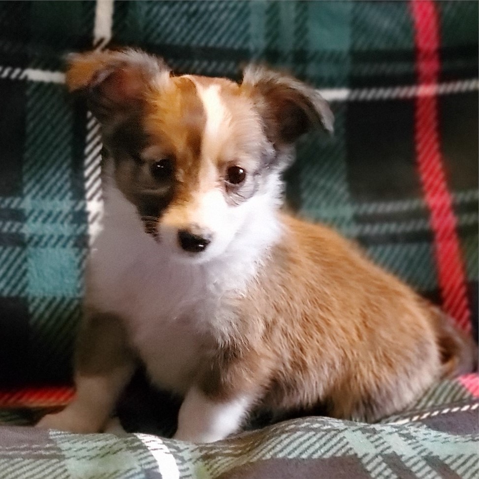 Sheltie & Corgie Mix-SOLD - Waggs to