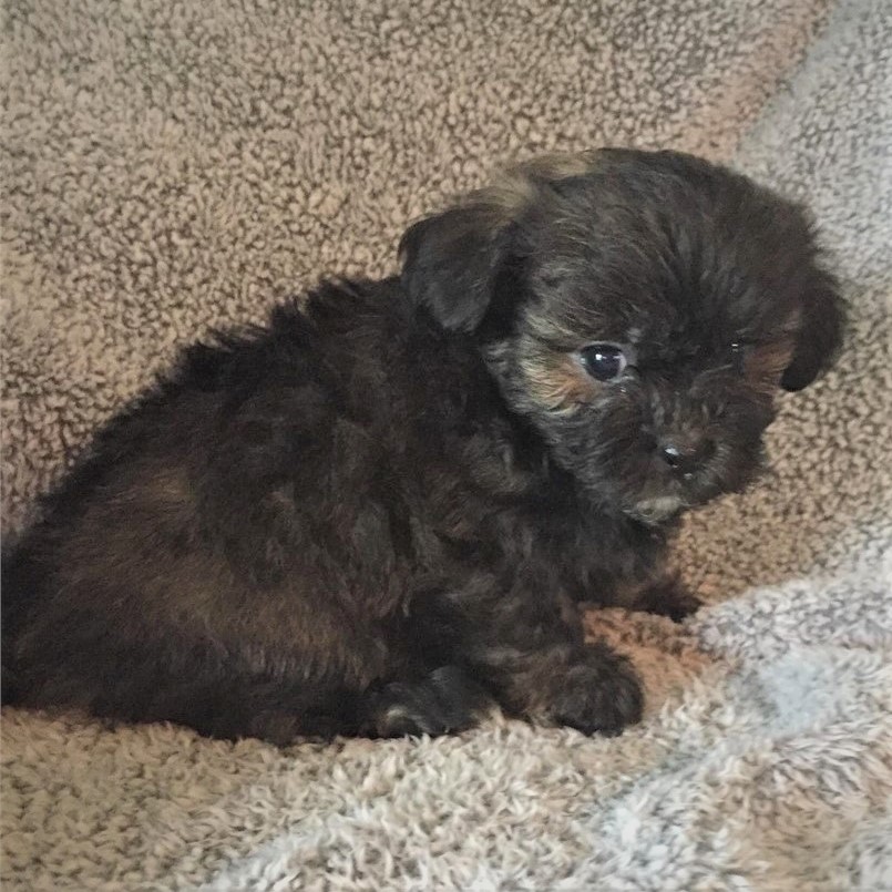 shihpoo male (3) - Waggs to Riches