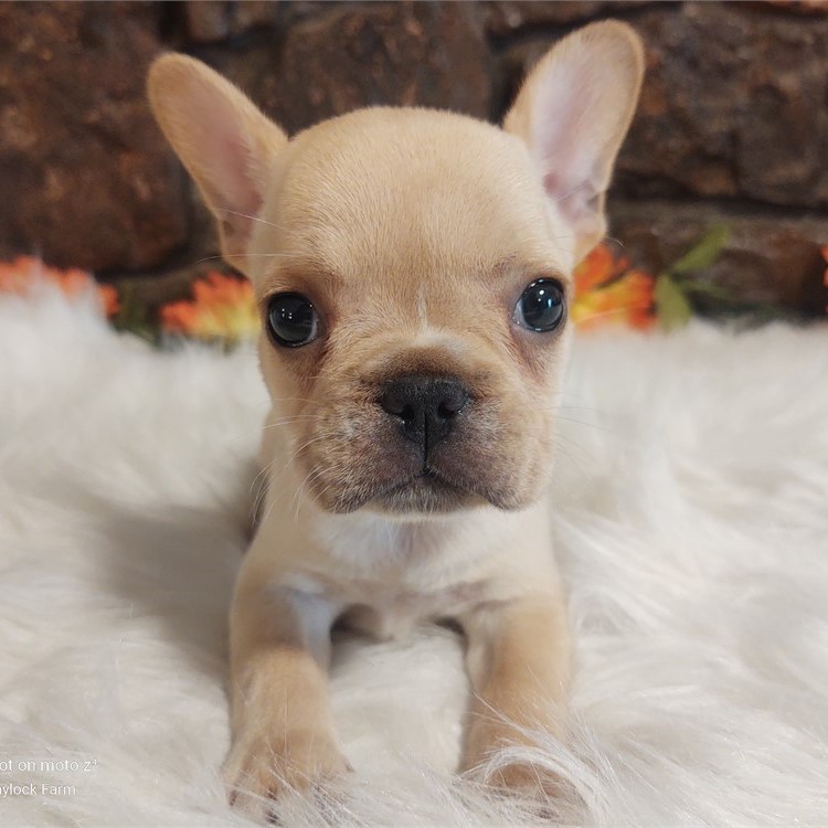 French Bulldog - Sold Puppies For Sale - Waggs to Riches