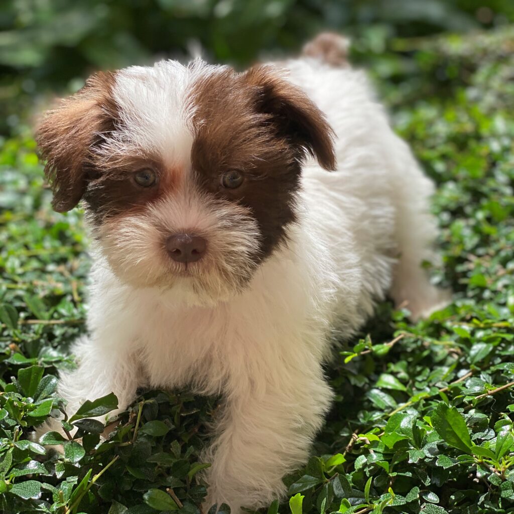 Schnauzer & Shih Tzu MixSold Puppies For Sale Waggs to Riches