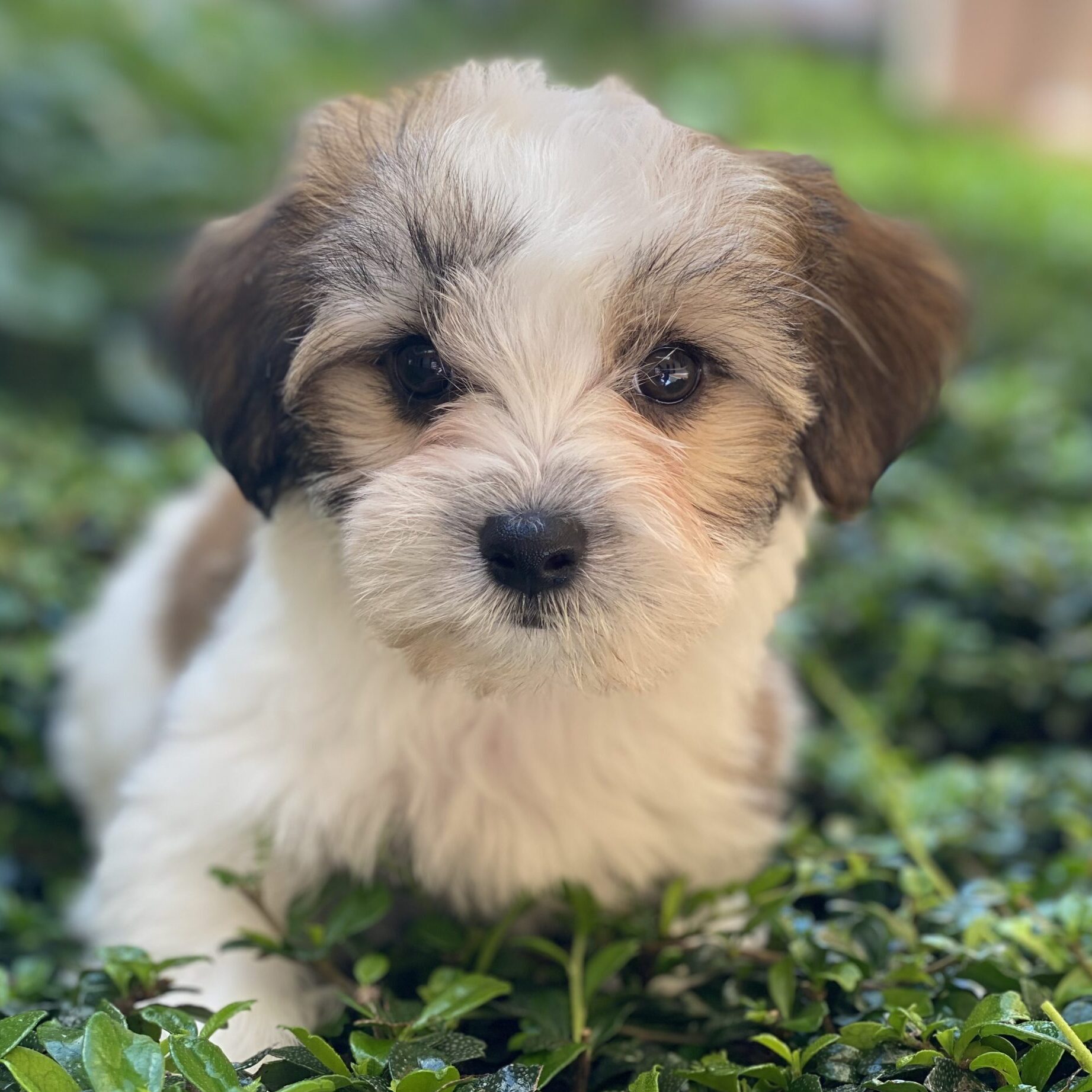 Waggs To Riches | Pet Boutique | Puppies For Sale | Boca Raton, FL