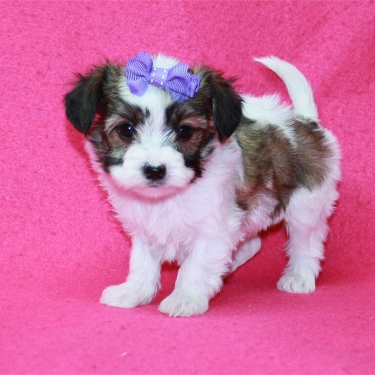 Papitese Sold Puppies For Sale Waggs to Riches