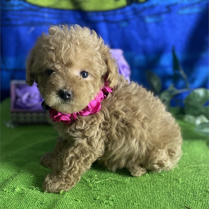 Teacup Poodle Sold Puppies For Sale Waggs to Riches