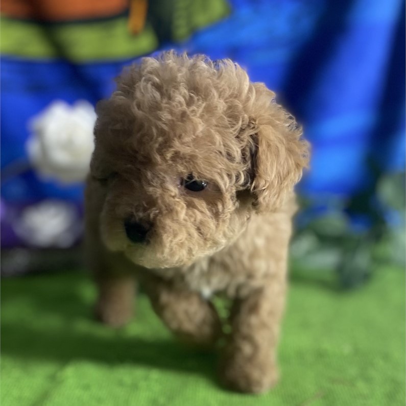 Teacup Poodle Sold Puppies For Sale Waggs to Riches