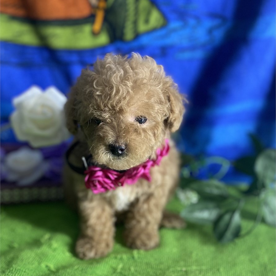 Teacup Poodle Sold Puppies For Sale Waggs to Riches
