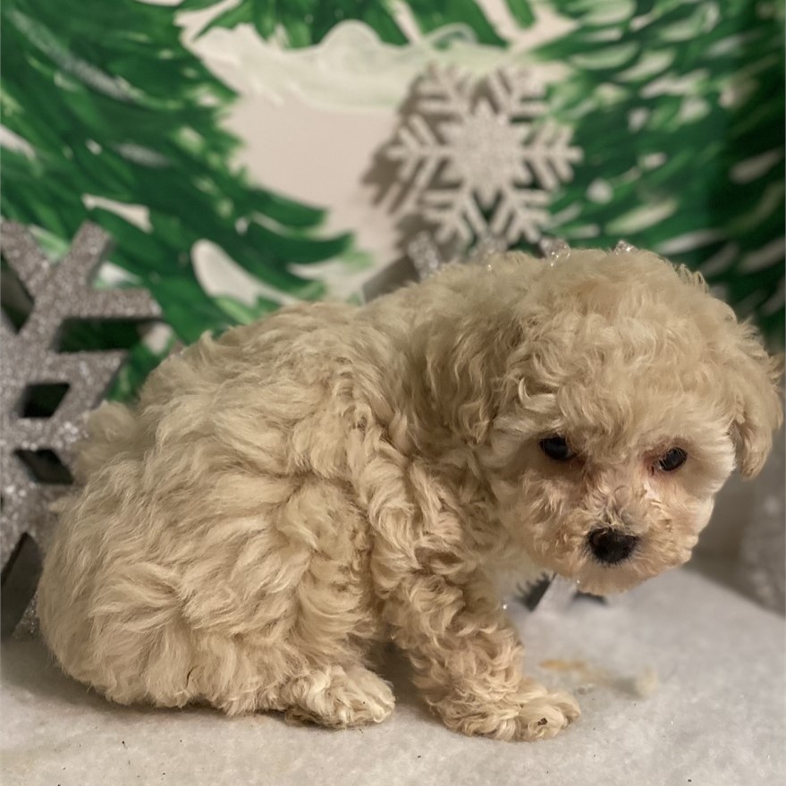 Teacup Poodle Sold Puppies For Sale Waggs to Riches