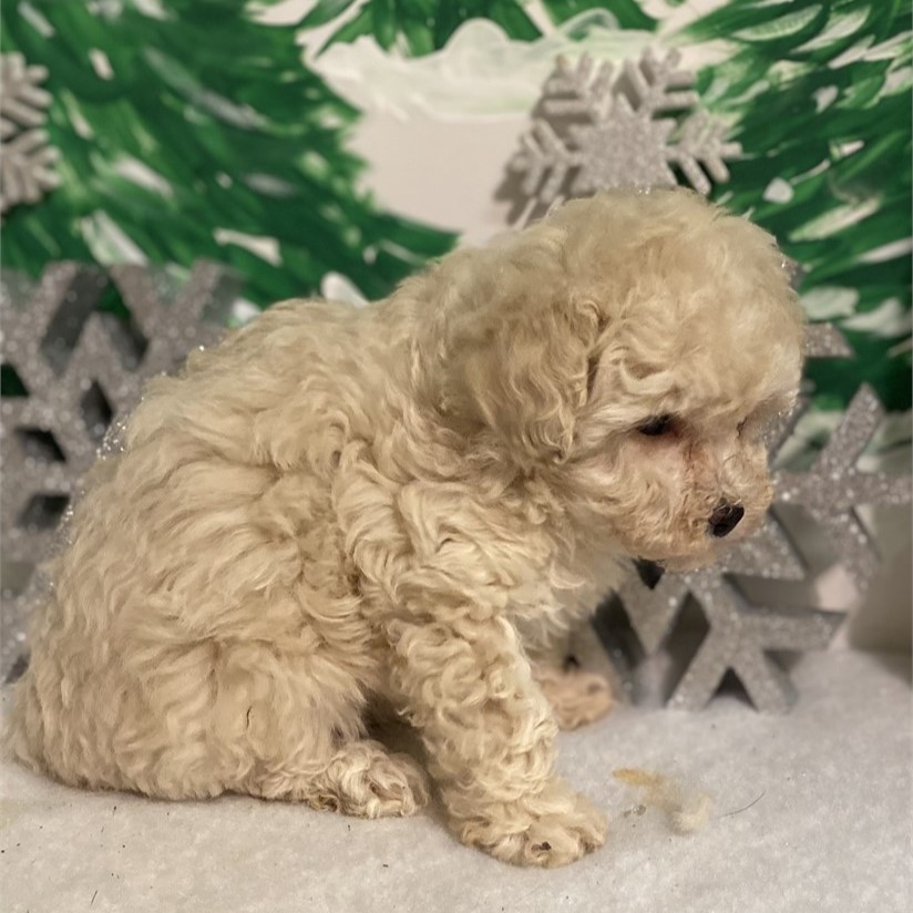 Teacup Poodle Sold Puppies For Sale Waggs to Riches