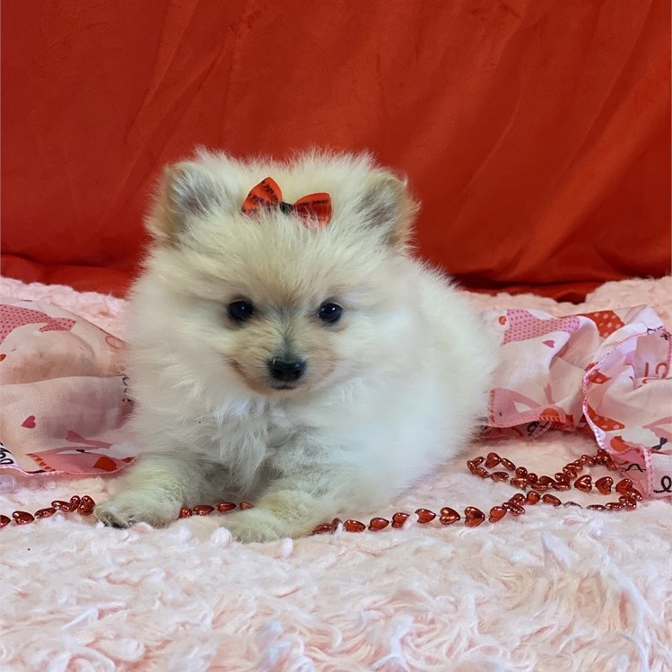 Teacup PomeranianSold Puppies For Sale Waggs to Riches