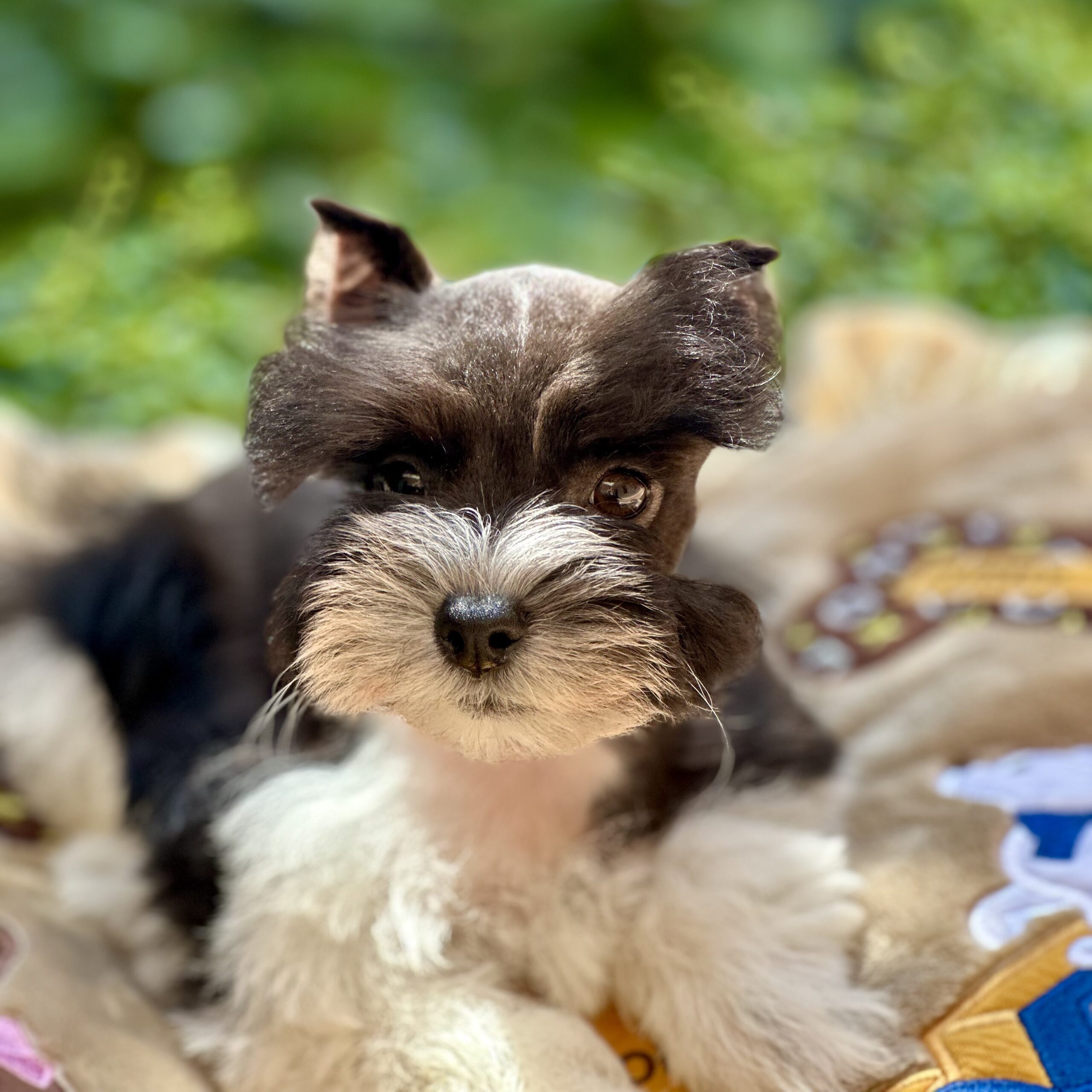 Waggs To Riches Pet Boutique Boca Raton, Florida