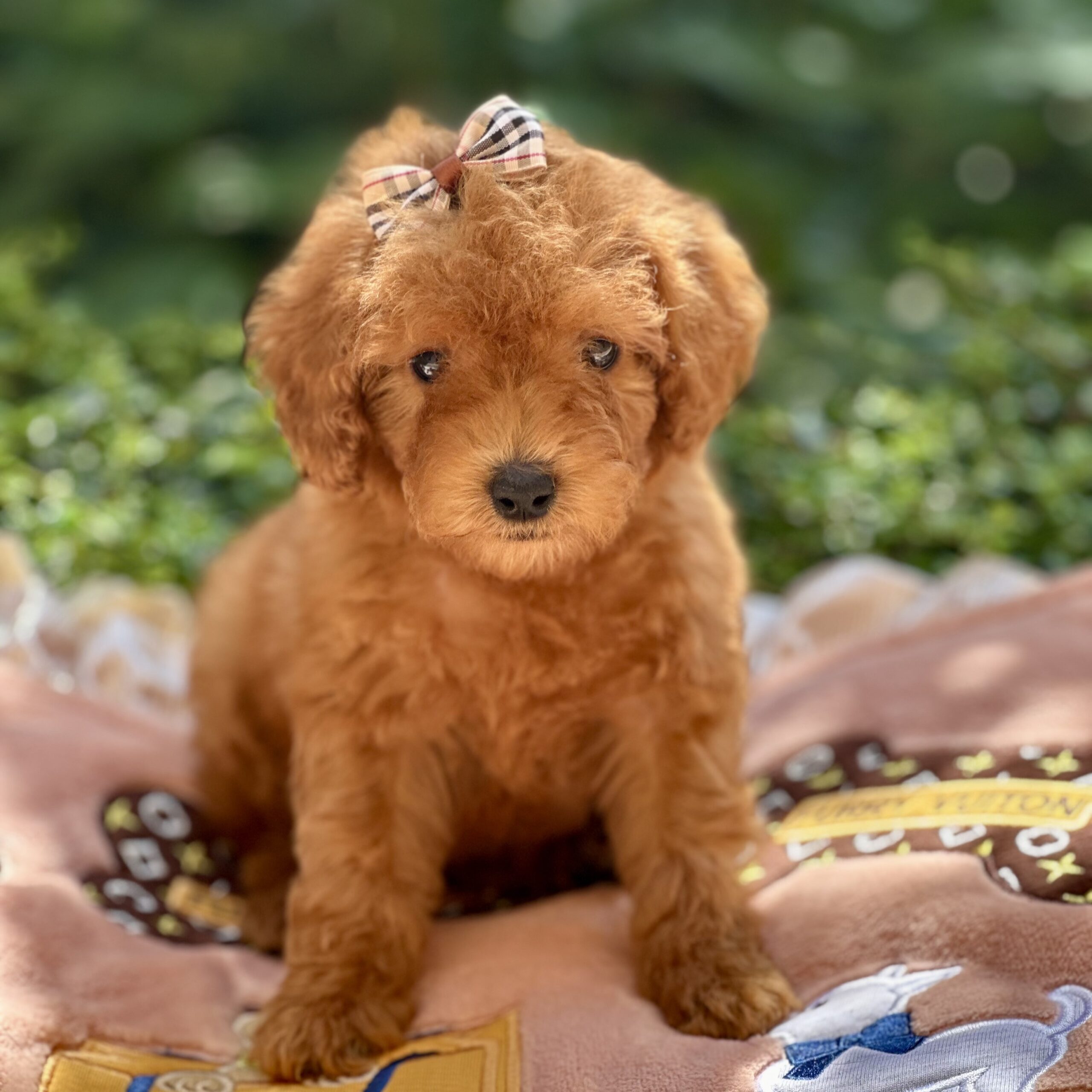 Waggs To Riches Pet Boutique Boca Raton, Florida