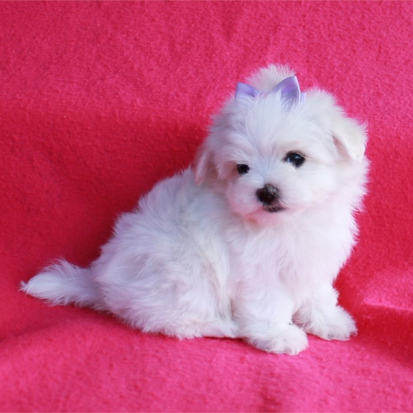 poodle-sold-puppies-for-sale-waggs-to-riches