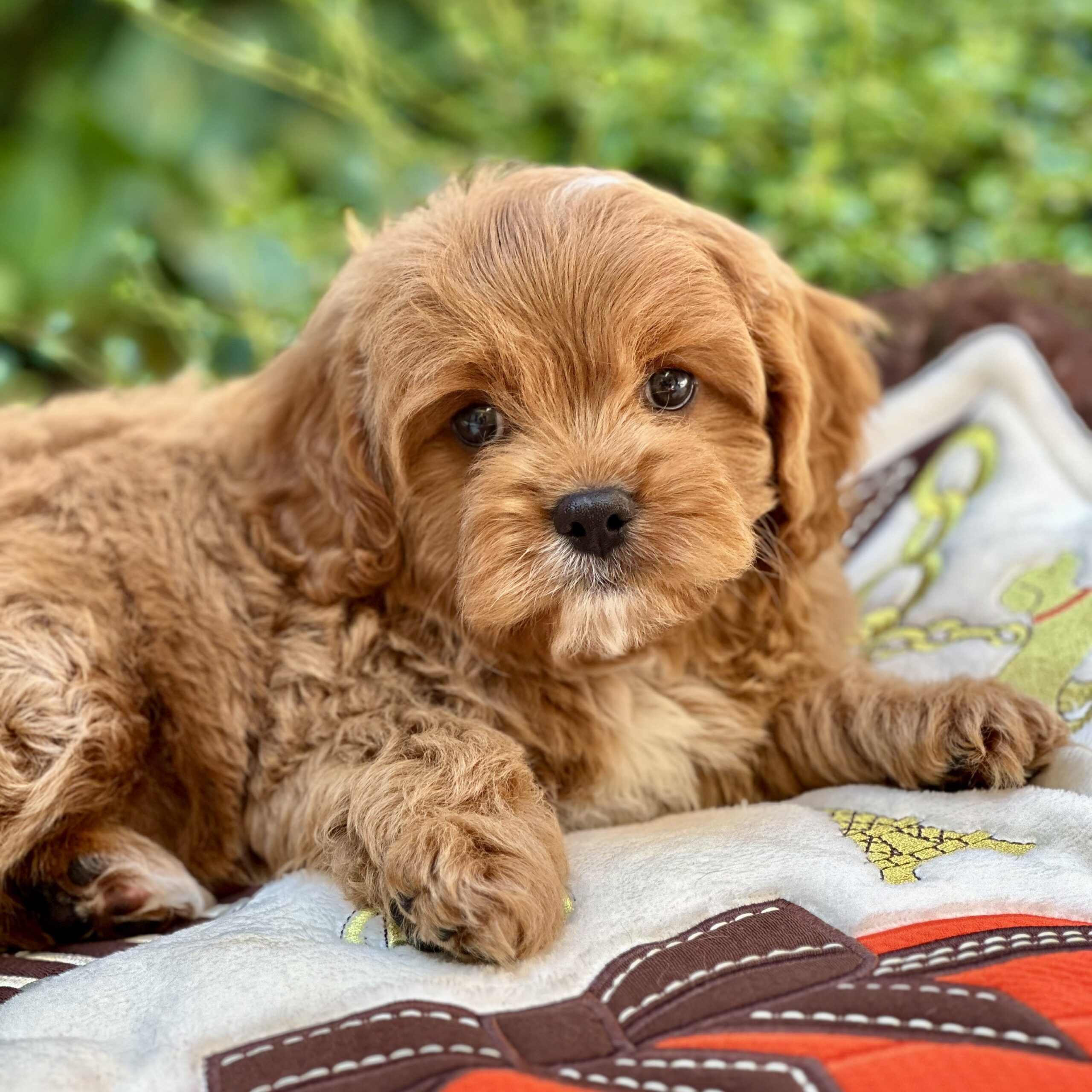 Cavapoo - SOLD Puppies For Sale – Waggs To Riches Pet Boutique